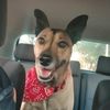 athenatheafricanisdog