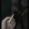 plantoen__