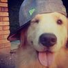 ibetonlosing.dogs
