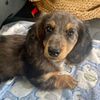 dawnie06897
