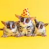 ピザトル🐵PIZZATORU🍕
