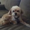 additheallydog