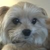 puppy_boi112