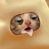 phattylegend
