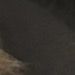 cat_luvr_44