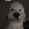 meooow79