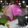 hoa.xuyn.chi239