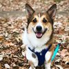 mr_ollie_corgi