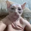 ivangacesa