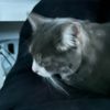 livelovecats69