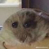 stinky_rat626