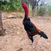 quyluan02