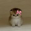 emjustagurl_