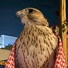 تركي ابوديه 🦅