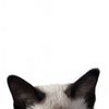 sarahkitttty