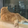 xstrayb