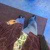 bellythegrasstains