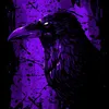 kingofcrows4