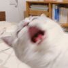 iamstinkymonky