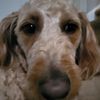 demondog117