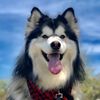 bandit.thehusky