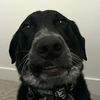 gusgustherescue