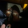 inaahmed401
