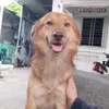 thanhcherry369