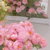 alice.0410_