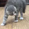 cun_thecat