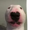 walter_is_a_dog