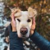 guinnessthegolden_