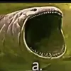 nseioqcolok