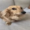 yakult_inyah