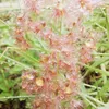 sobitalemagar