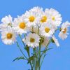 roserose7248