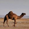 hamdan_111askkar_albarod