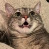 .i.have.a.cat