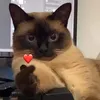 spacial_cat