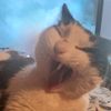 meotarcat