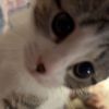 tacocat0699