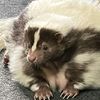 Fluffin_Skunk