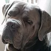 dyfred6