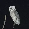 nosoysocial7