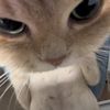 mudishellokitty