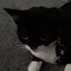 hamidah_12389