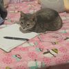 lemonytoots
