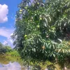 huynhgianguyen20