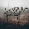 d_virgo_1994
