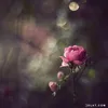 rame_rahman